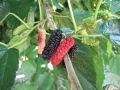 Bright red and black Illinois Everbearing mulberries.
