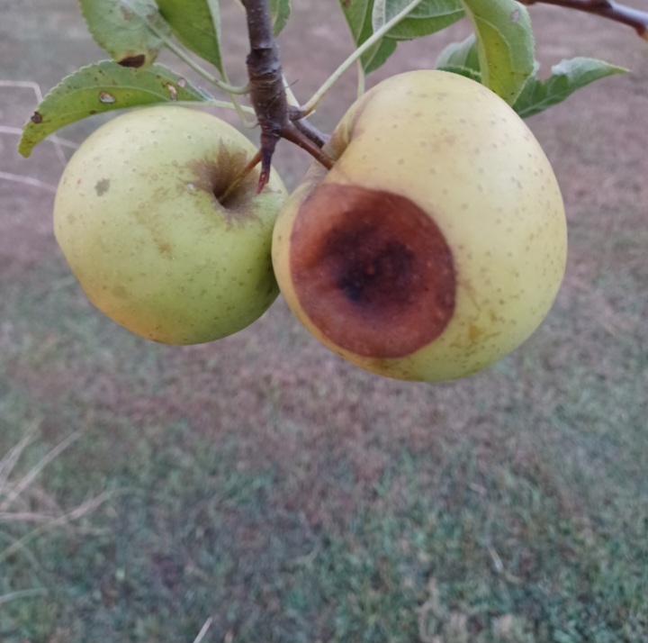 Apples 2025 - General Fruit Growing - Growing Fruit