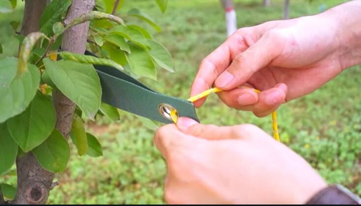 Is plastic hose good to use to protect bark from string with tree ...