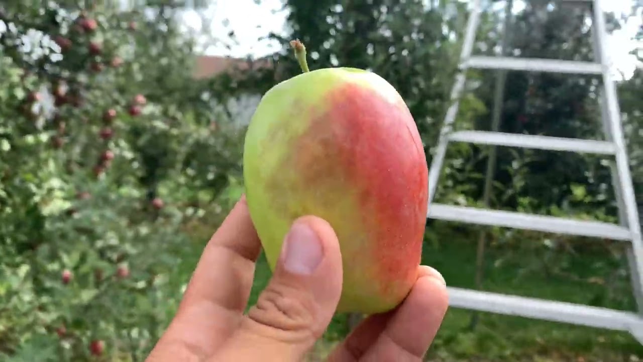 Everyone likes an unusual apple - General Fruit Growing - Growing Fruit