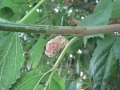 A white Tehama mulberry with a blush of lavender