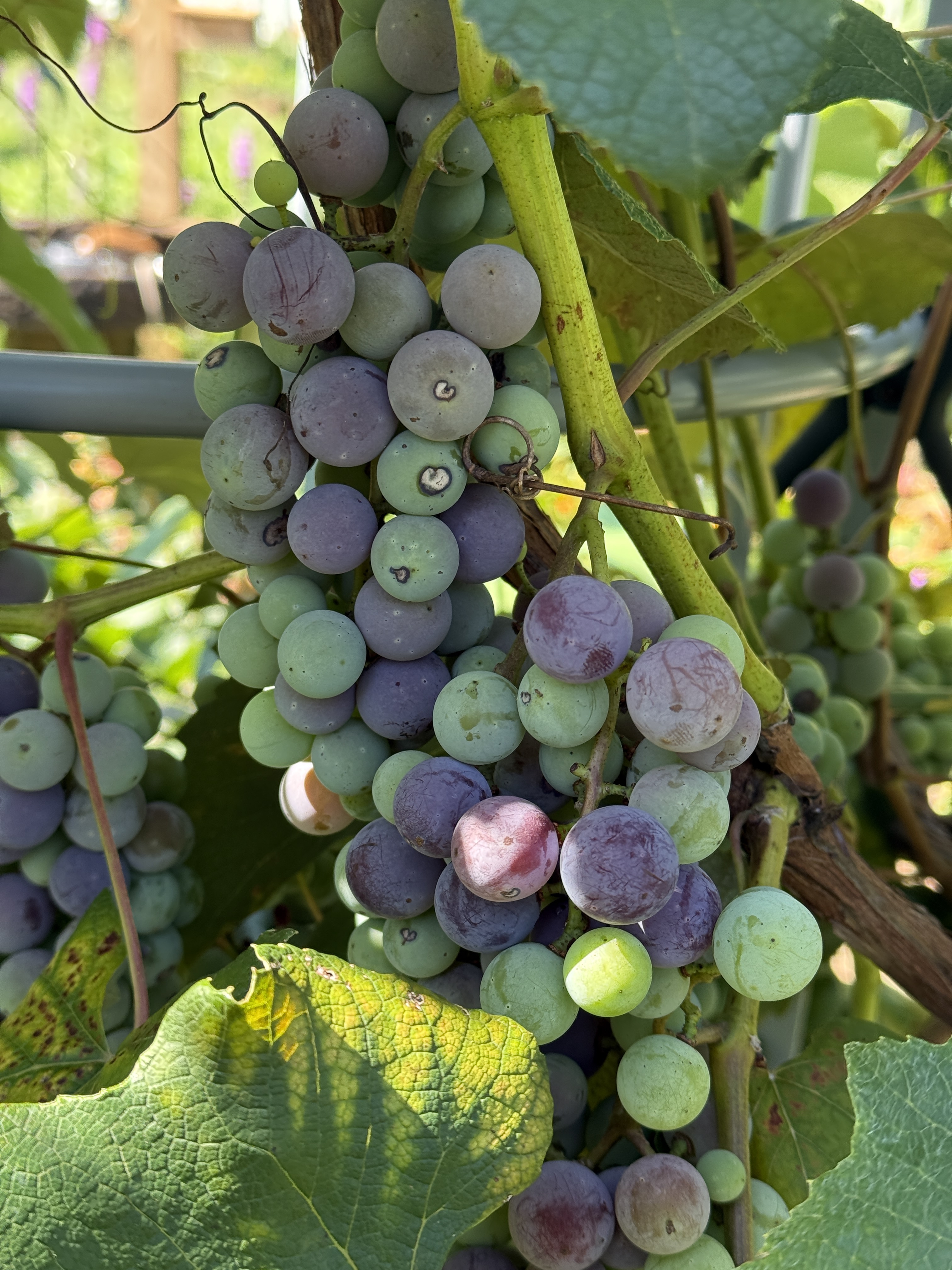 Grapes! 2025 - General Fruit Growing - Growing Fruit