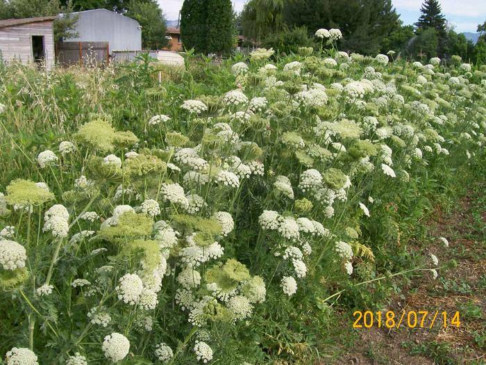 thumb-carrot-seed-production