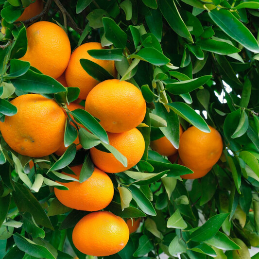 Owari Satsuma - Free Shipping Included
