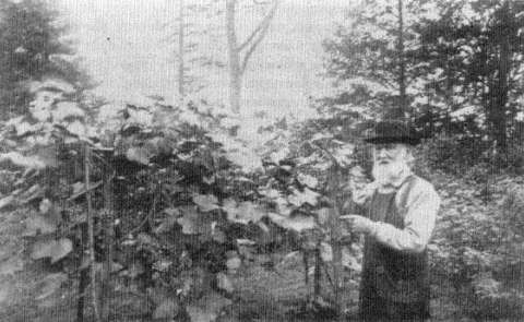 Ephraim_Bull_Concord_Grape_Original_Vine